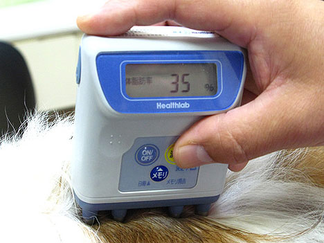dog-fat-checker.jpg