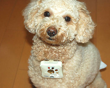 doggyphoto.jpg