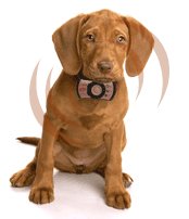 petcelphone.jpg