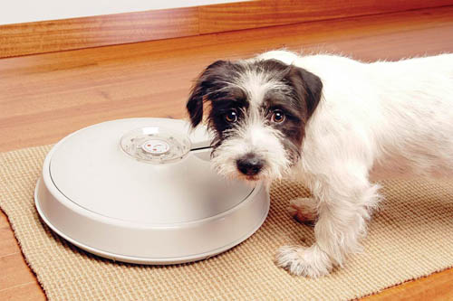 petfeeder.jpg