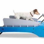 Canine Treadmill: esteira para cachorros