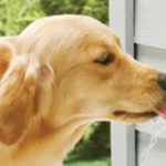 Bebedouro automático para cachorros: Water Dog Automatic Outdoor Pet Drinking Fountain