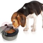 Motion Activated Pet Bow: tigela automática para alimentar gatos/cachorros