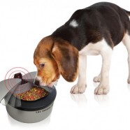 Motion Activated Pet Bow: tigela automática para alimentar animais